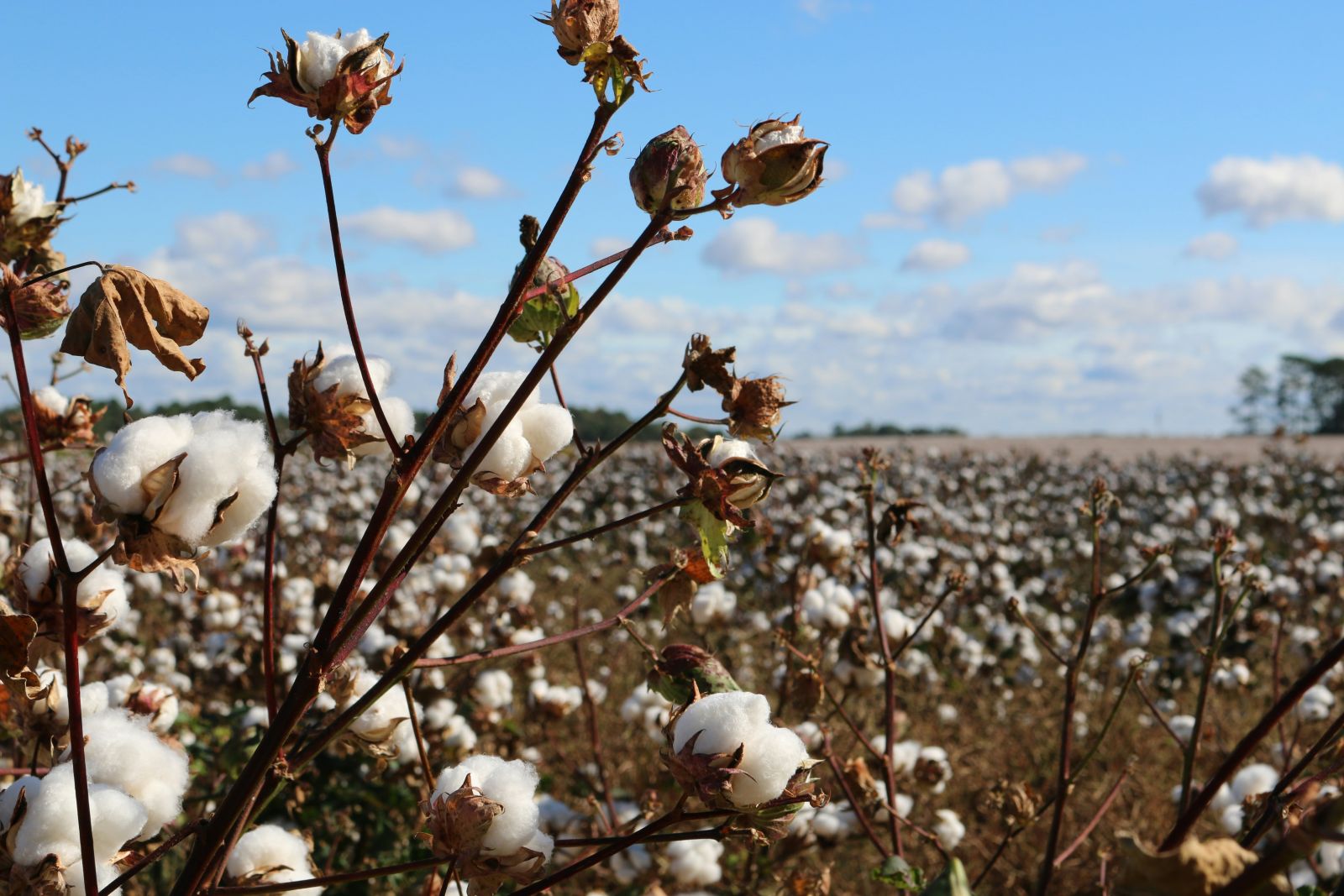 Cotton field with closeup by Trisha Downing via Unsplash